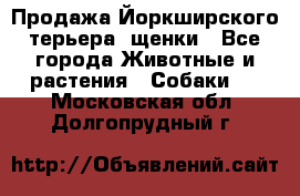 Продажа Йоркширского терьера, щенки - Все города Животные и растения » Собаки   . Московская обл.,Долгопрудный г.